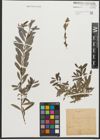 Foto von Salix purpurea L. x Salix repens L.